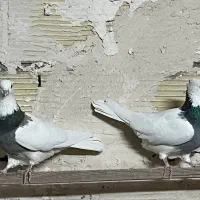 کبوتر طوقی|پرنده|رزن, |دیوار