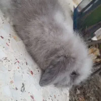 خرگوش لوپ اصیل|موش و خرگوش|تاتار علیا, |دیوار