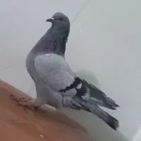 اصفهانی ترمه ای گچی دوده ای