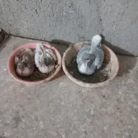 جوجه ساده کوچیک وجوانه