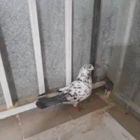 کبوتر نر