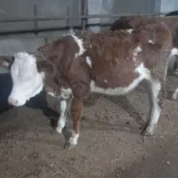 گوساله سیمنتال ماده