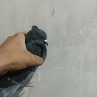 کبوتر|پرنده|امیدیه, |دیوار