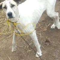 سرابی اصیل هر دو ماده ۶ انگشت