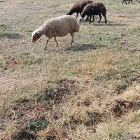 میش آبستن|حیوانات مزرعه|زاغه, |دیوار