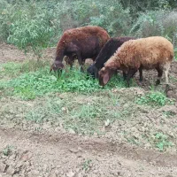 گوسفند|حیوانات مزرعه|دلند, |دیوار