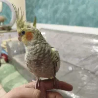 عروس هلندی گلباقالی مرواریدی