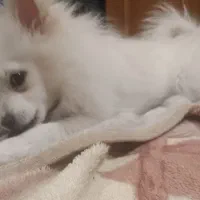 پامرانین روباهی