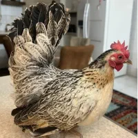 مرغ و خروس جاپنیز اصیل