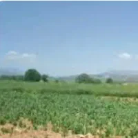 کارگر اتباع  باغ
