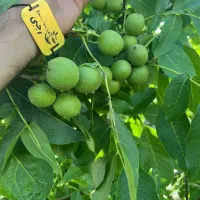 تولید نهال گردو چندلر مقاوم به سرما