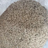 جو دیمی|خدمات باغبانی و درختکاری|افشار, |دیوار