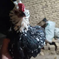 مرغ گلین لری