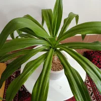 گل ذرتی|گل و گیاه طبیعی|شیراز, کفترک|دیوار