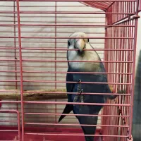 طوطی برزیلی کوتوله|پرنده|ری, دولت‌آباد|دیوار