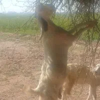 بز افغانی|حیوانات مزرعه|کرخه, |دیوار