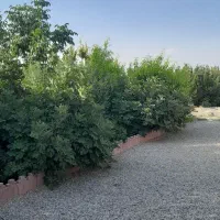 باغچه-باغ-ویلا