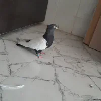 سینه سیاه|پرنده|شیراز, حومه شیراز|دیوار