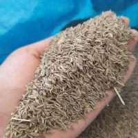 زیره سبز|عمده‌فروشی|فیروزآباد (فارس), |دیوار