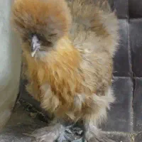 نیمچه ابریشمی