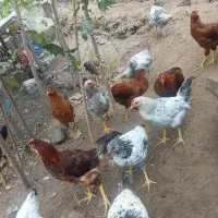 فروش جوجه مرغ