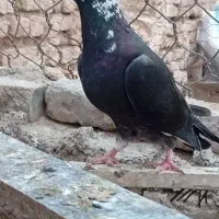 کفتر کبوتر