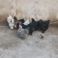 مرغ و خروس برهما