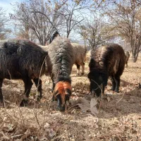 فروش،میش،بختیاری قنقر|حیوانات مزرعه|ارژن, |دیوار