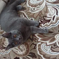 بریتیش شورت هیر