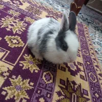 خرگوش لپ|موش و خرگوش|تهران, دولاب|دیوار