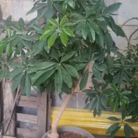 دو عدد  گل شفلرا