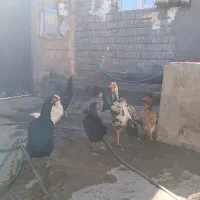 مرغ و خروس لاری