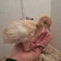 جوجه بوقلمون بیوتی ۶