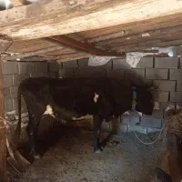 گاو جوان آبستن