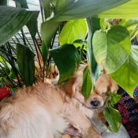 سگ نژادپامر