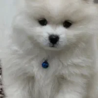 پامرخرسی عروسکی