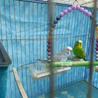 یک جفت مرغ عشق