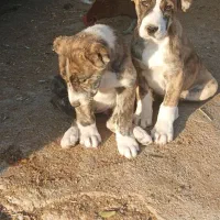 توله خراسانی افغان|سگ|مشهد, جاهد شهر|دیوار