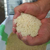 برنج هاشمی