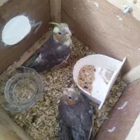 جوجه عروس هلندی|پرنده|اصفهان, فرودگاه شهید بهشتی|دیوار