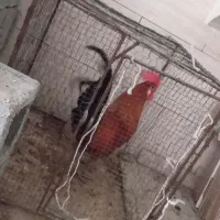 خروس محلی وجوان هیکلی|حیوانات مزرعه|برازجان, |دیوار