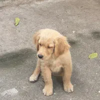 توله سگ پیتبول و گلدن