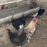 مرغ تخم گذار با خروس هلندی