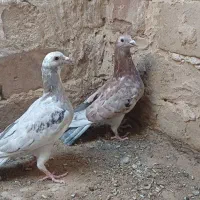 کبوتر رنگی کاکلی سینه سیاه سبز سار