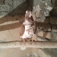 چنتا کفتر برا فروش نرم نرم هستن|پرنده|بروجرد, |دیوار