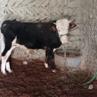 گوساله نر سمینتال