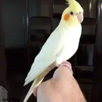 عروس هلندی ماده رام لوتینو بالغ