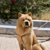 سگ چاو چاو نر