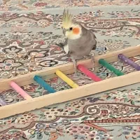 عروس هلندی گمشده