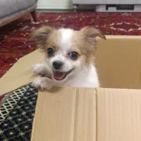 توله اشپیتز شیواوا